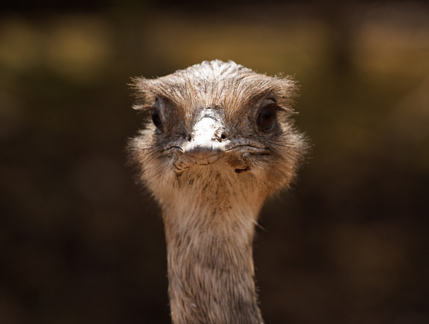 Retrato clássico de avestruz
 - Foto, Imagem