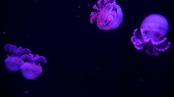Kaunis meduusat liikkuvat veden läpi neon valot
 - Valokuva, kuva