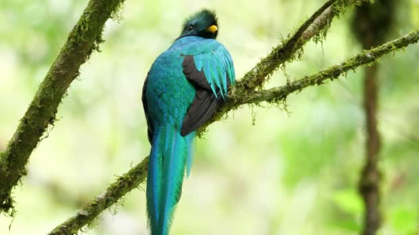 Colorful male quetzal in his natural habitat in the forest. Quetzal is a group of colourful birds of the trogon family found in the Americas. They are found in forests, especially in humid highlands, with the five species from the genus Pharomachrus. - Footage, Video