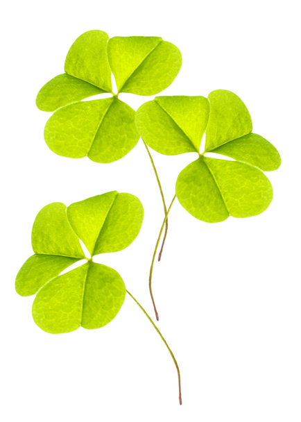 πράσινο τριφύλλι αφήνει απομονωθεί σε λευκό φόντο. Του St.Patrick  - Φωτογραφία, εικόνα