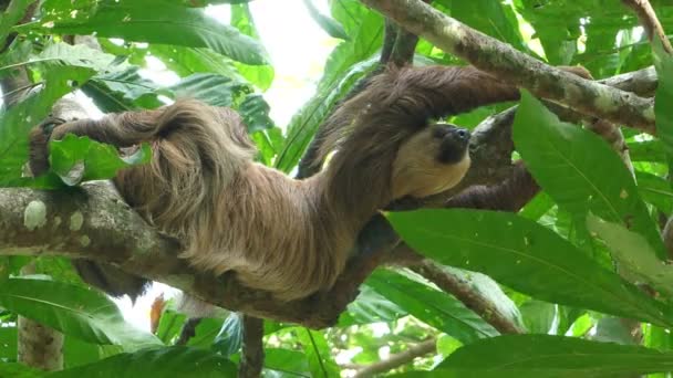 Trzy-toed Leniwiec wspinając się na drzewo w lesie deszczowym. Sloths to ssaki, które odnotował powolność ruchów i spędzają większość swojego życia wiszącego do góry nogami w drzewach tropikalnych lasów deszczowych Ameryki Południowej i Ameryki Środkowej. - Materiał filmowy, wideo