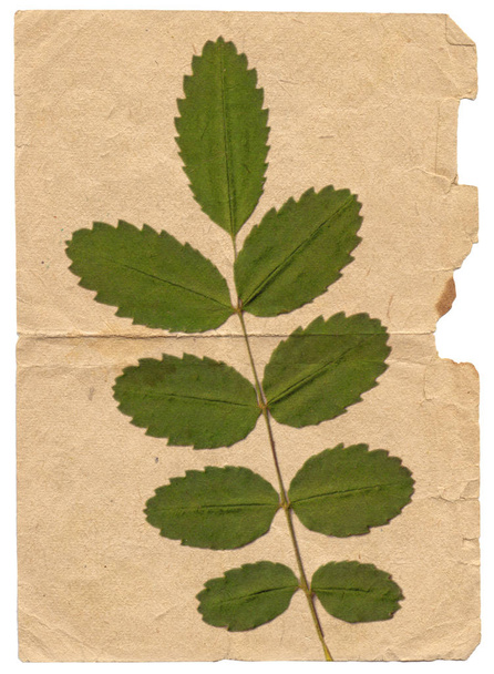Винтажный фон с сухим растением на текстуре бумаги
  - Фото, изображение