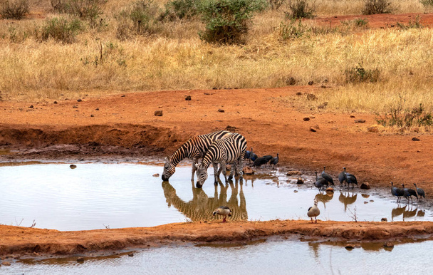 Zebra am Wasserloch - Foto, Imagem
