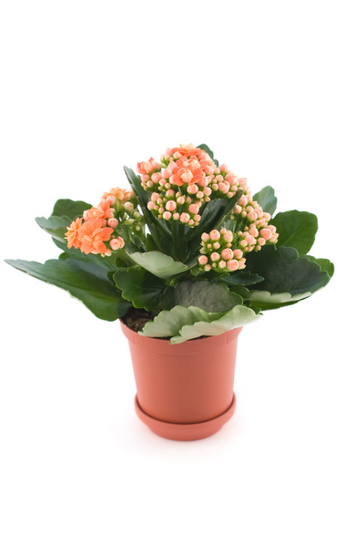 Kalanchoe with red flower in pot - Photo, Image