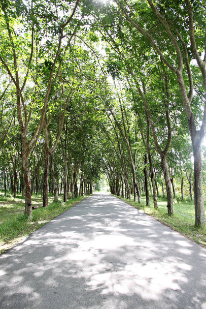 El camino a través del parque y los árboles a cada lado
. - Foto, imagen