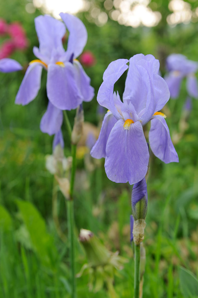 Purple Iris Flowers on Flower Bed - Foto, imagen