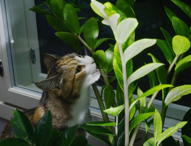 γάτα τρώγοντας φυτά - Φωτογραφία, εικόνα
