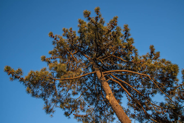 Çam ağacı gökyüzüne karşı - Fotoğraf, Görsel