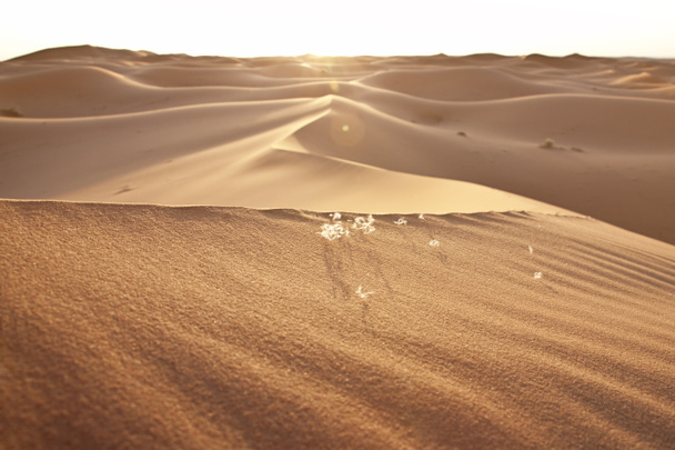 Coucher de soleil et dunes de sable du désert
 - Photo, image