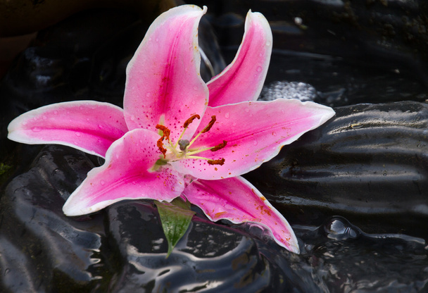 Pinkfarbene Lilie - Foto, Bild