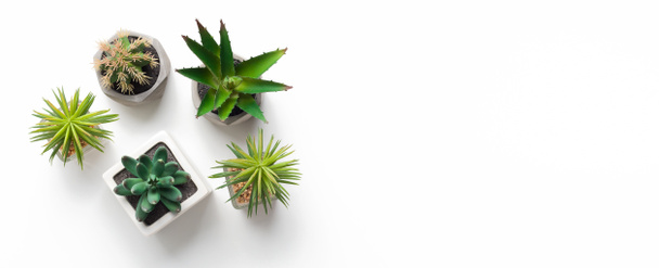 Diferentes plantas suculentas y cactus en macetas sobre fondo blanco
 - Foto, imagen