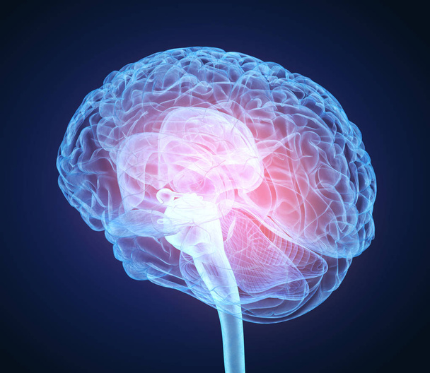 Ανθρώπινος εγκέφαλος ακτινογραφία σάρωσης, ιατρικώς ακριβή 3d απεικόνιση - Φωτογραφία, εικόνα