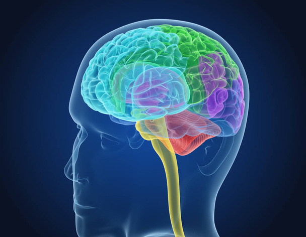 Ludzki mózg X-ray skanowania, medycznie dokładne ilustracja 3d - Zdjęcie, obraz