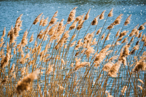 Reeds foukající ve větru podél říční banky na venkově. - Fotografie, Obrázek