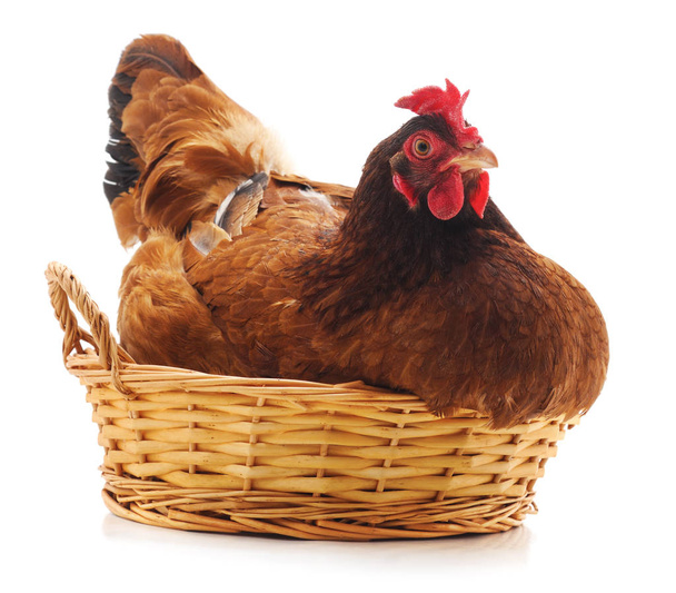 Chicken on the basket. - Zdjęcie, obraz