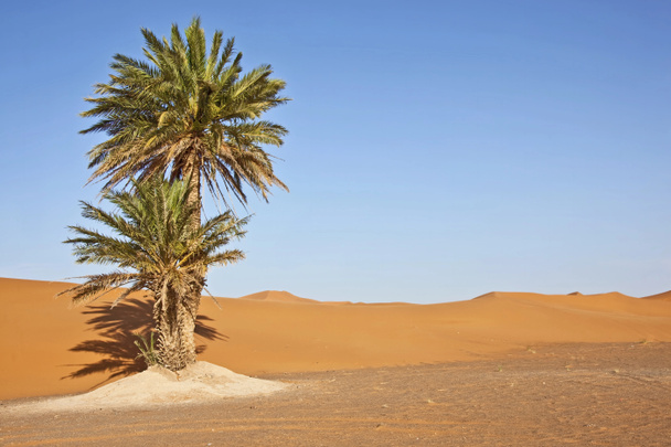 Palmeiras de data em dunas de areia
 - Foto, Imagem