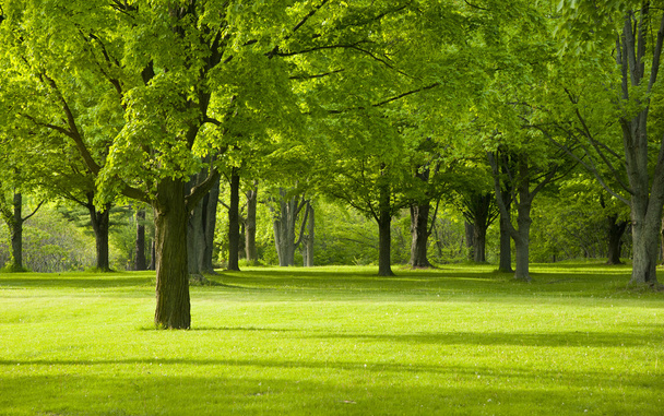 Colore verde emergente del parco
 - Foto, immagini