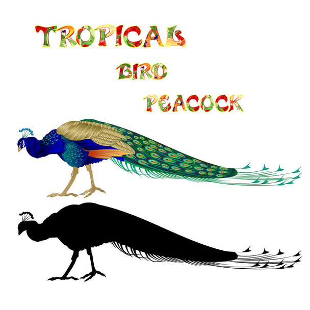 Tropická ptačí krása Peacocková příroda a silueta na bílém pozadí dvouvodový vektor ilustrace, kreslitelná ruka   - Vektor, obrázek