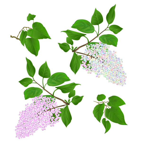 Twigs Lilac vícebarevný a světle růžový s květinami a listy na bílém pozadí vyobrazení  - Vektor, obrázek