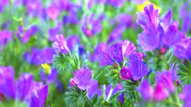 Violetti kukat kevyesti puhaltaa keväällä iltapäivällä
. - Materiaali, video