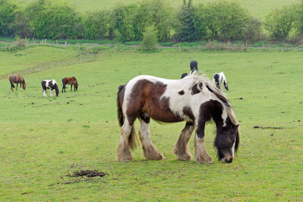 Horse in the pasture. - Photo, Image