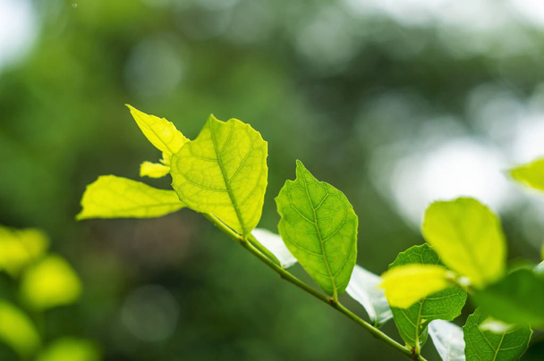 Groene blad natuur met tak op lichte bokeh natuur - Foto, afbeelding