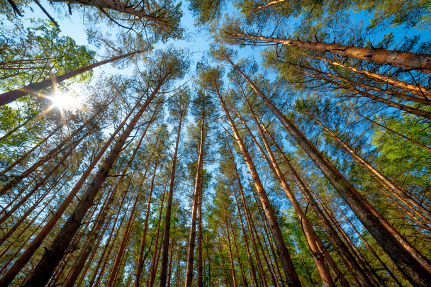 Bosque de pino
 - Foto, imagen