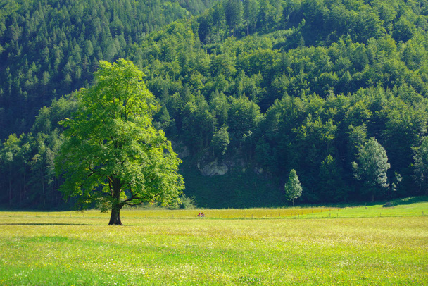 Elm tree on meadow with mountains in background in Logarska dolina, Logar valley, Slovenia - Foto, imagen