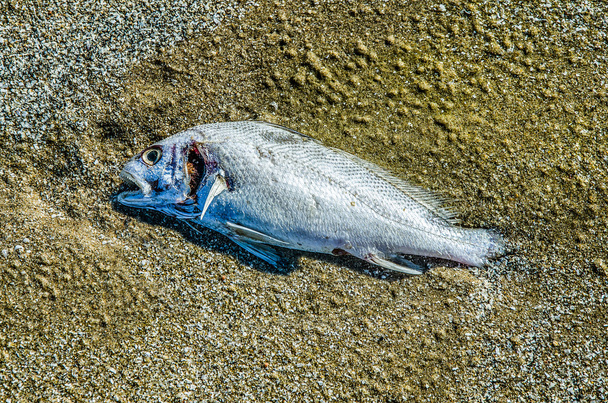 Kala mätänee hiekkarannalla
 - Valokuva, kuva