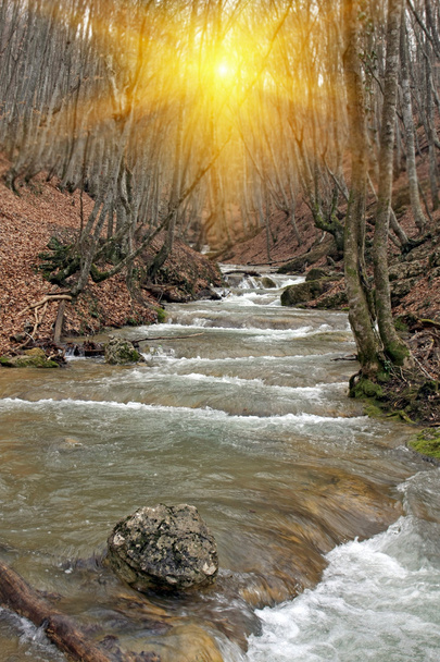 Река в лесу
 - Фото, изображение