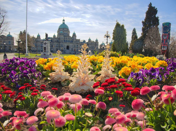 Victoria şehir merkezinde bahar çiçek açan çiçekler - Fotoğraf, Görsel