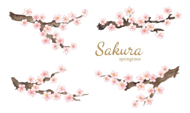 Vektorin akvarellielementti. Kokoelma sakura tai kirsikka kukkia ja oksia
. - Vektori, kuva