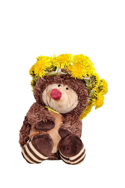 Hedgehog in a wreath of dandelions - Photo, Image