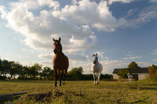 horse in a field, farm animals, nature series - 写真・画像