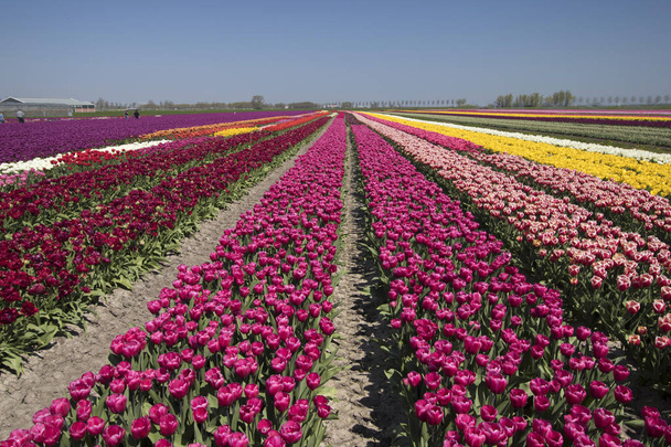 春の風景の地平線までチューリップと色の対照的な色の行 - 写真・画像