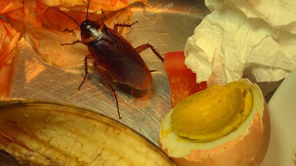 Kakkerlak op voedsel in de keuken. Het probleem is in het huis vanwege de kakkerlakken. Kakkerlak eten in de keuken - Foto, afbeelding