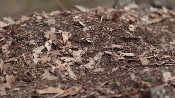 Anthill. Πολλά κόκκινα μυρμήγκια δουλεύουν σε μια μυρμηγκοφωλιά - Πλάνα, βίντεο