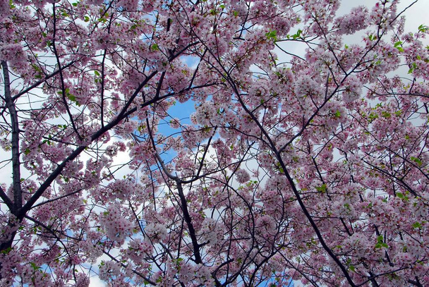 Cherry blossom flower tree on a sky background - Φωτογραφία, εικόνα