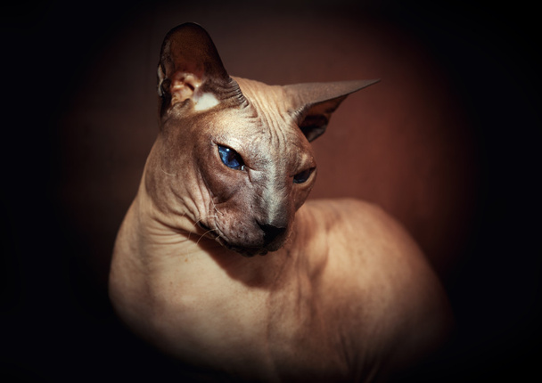 Bald cat - Zdjęcie, obraz