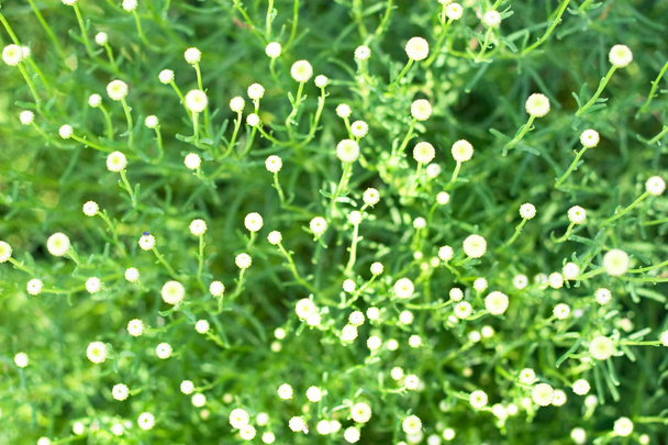 natuurlijke achtergrond - groene planys met witte ronde bloemen - Foto, afbeelding