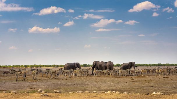Africké slony a zebry u vodní díry v národním parku Etosha v Namibii. - Fotografie, Obrázek