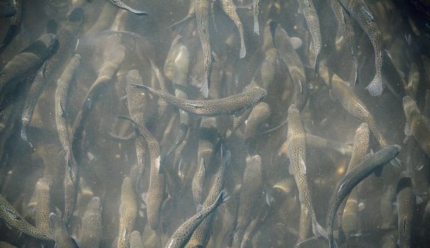 池でサケの魚を産む - 写真・画像