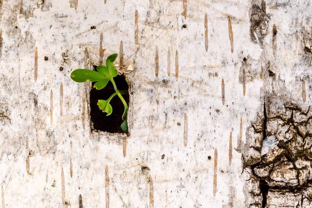 a green sprout makes its way through a square slit in the bark of white birch - Foto, afbeelding