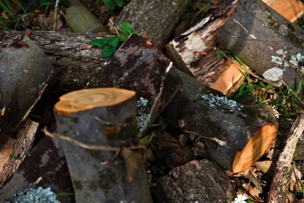 cortar troncos no meio da floresta, intemperizados, não tratados
 - Foto, Imagem
