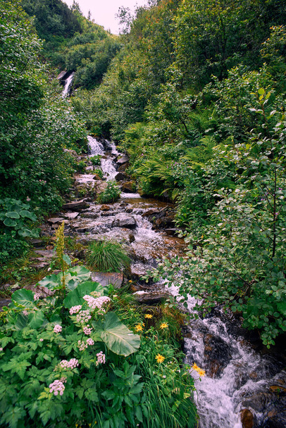 mountain river in the forest - Zdjęcie, obraz