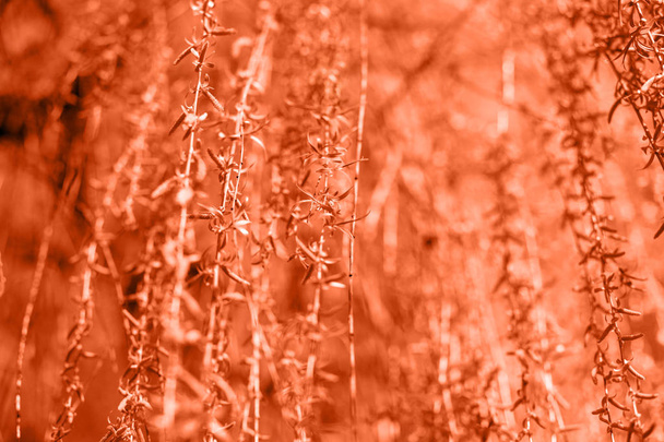 Весенний фон со свежими листьями ивы. Тонированные коралловым цветом. Цвет 2019 года. Весенний фон моды
 - Фото, изображение