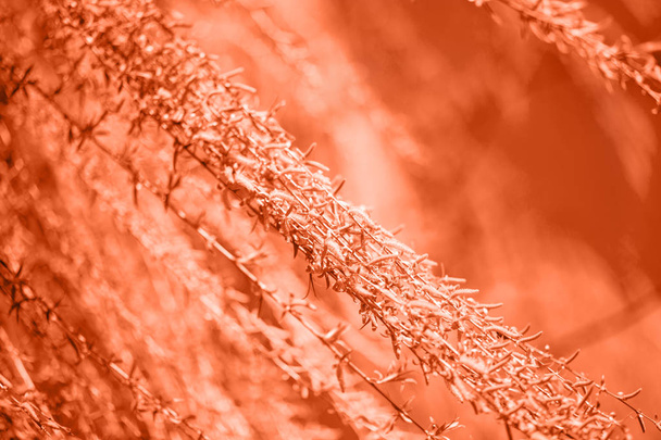 Wiosna tło ze świeżych liści wierzby. Stonowane w kolorze koralowym. Kolor roku 2019. Moda wiosna tło - Zdjęcie, obraz