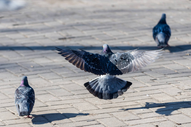 Голуб, Голуб на вулицях міста міських птахів Flying сидячи дикої пір'я крила - Фото, зображення