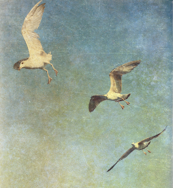 archiwalne zdjęcie latające mewy - Zdjęcie, obraz