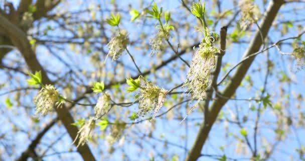 Wind blows to tree blossom after rain - Footage, Video